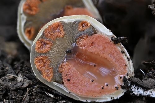 Lysurus sphaerocephalus