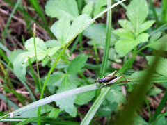 Trigonidium humbertianum