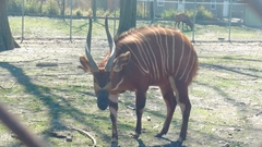 Tragelaphus eurycerus isaaci