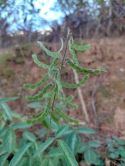 Desmodium uncinatum image