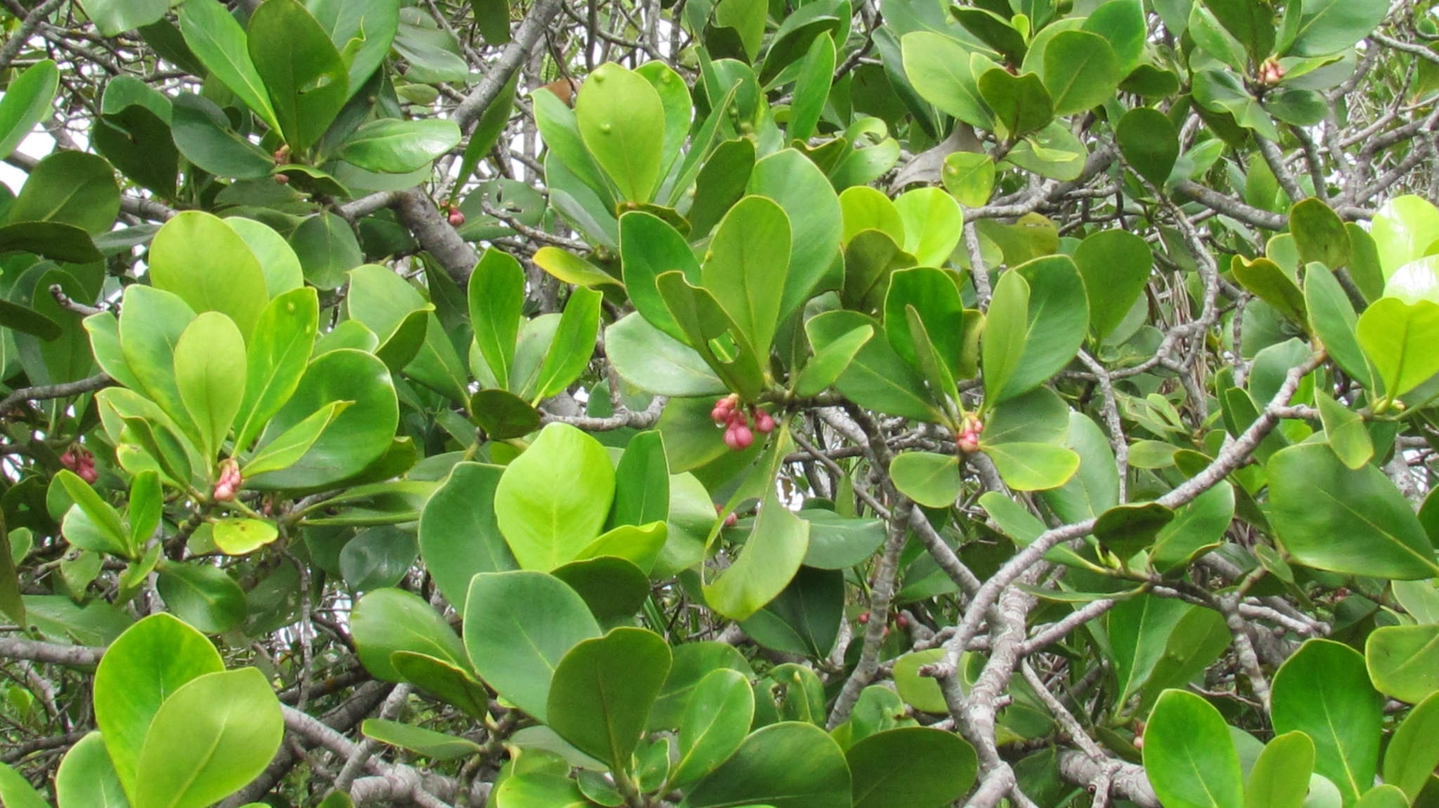 Abaneiro