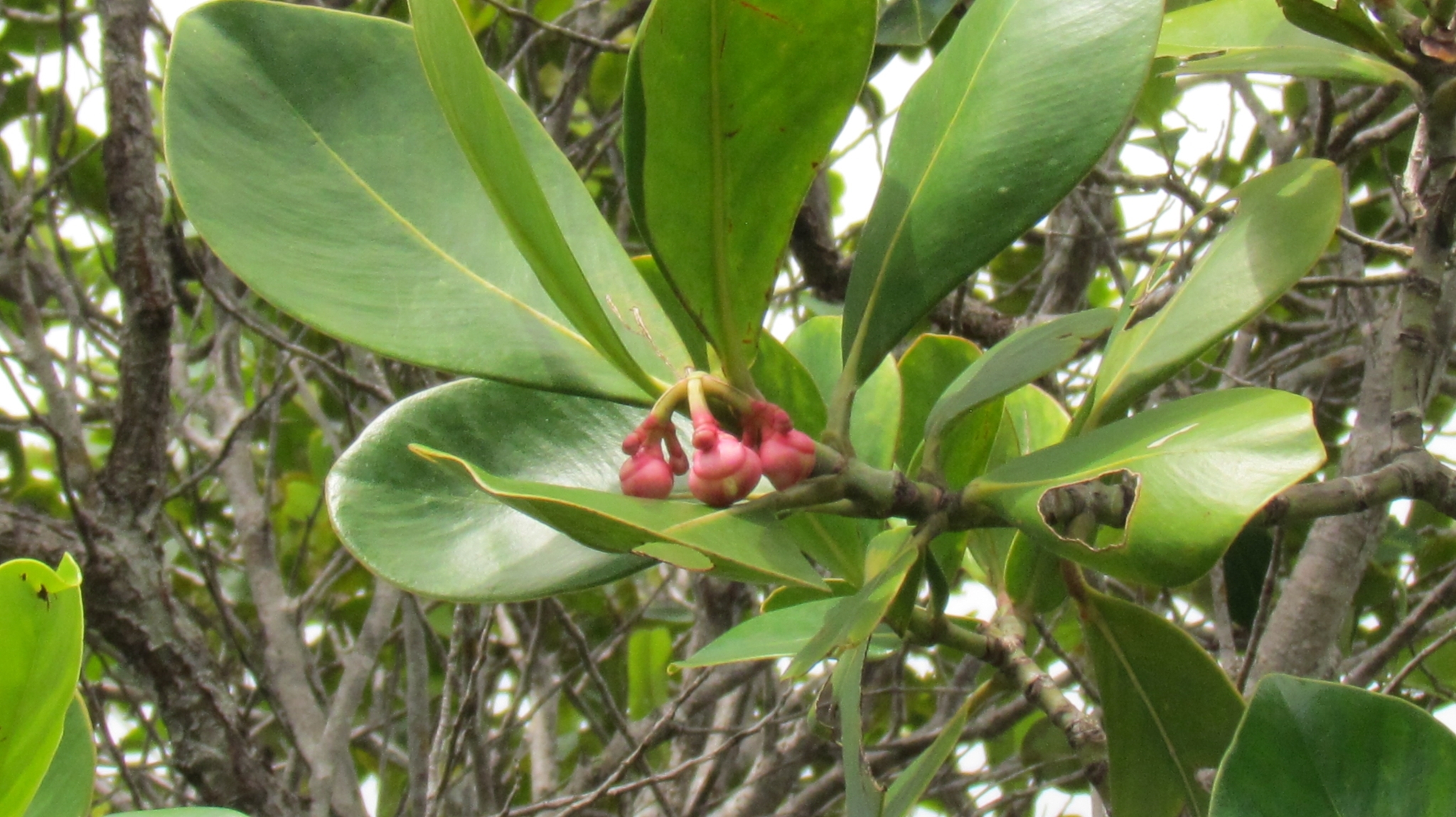 Abaneiro