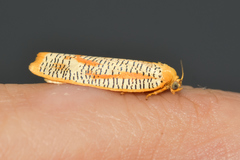 Templemania rhythmogramma