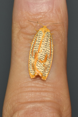 Templemania rhythmogramma