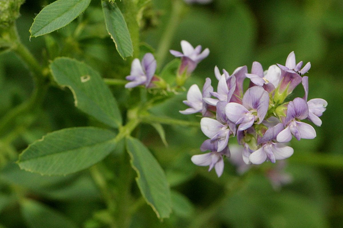 Medicago sativa ssp. sativa