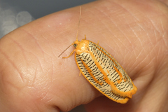 Templemania rhythmogramma