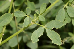 Medicago sativa sativa