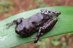 Pristimantis pardalis