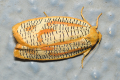 Templemania rhythmogramma