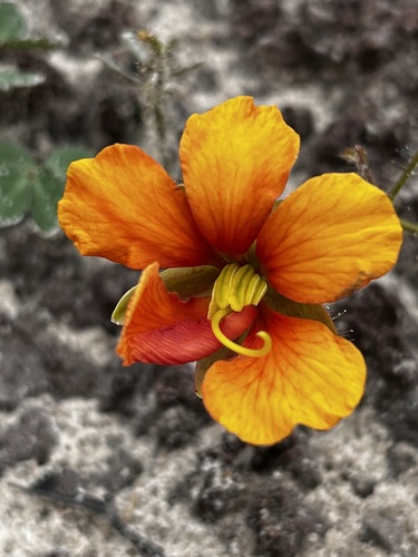 Chamaecrista fagonioides, 2023-03-22