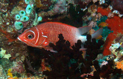 Sargocentron caudimaculatum