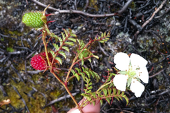 Rubus papuanus