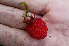 Rubus papuanus