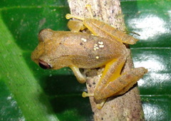 Pristimantis educatoris
