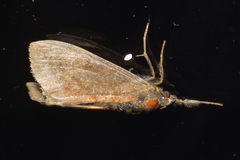 Agaristinae