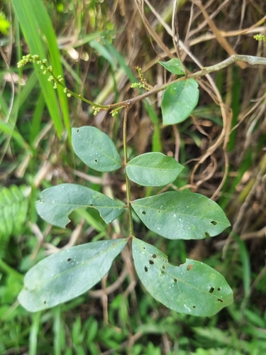 Guioa pleuropteris observed 2023-02-18
