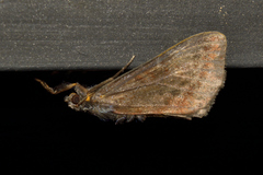 Agaristinae