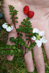 Rubus papuanus