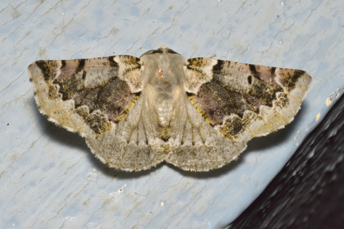 Acronyctodes mexicanaria