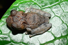 Pristimantis pardalis
