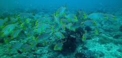 Plectorhinchus vittatus