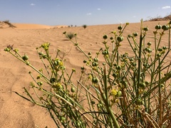 Euphorbia guyoniana image