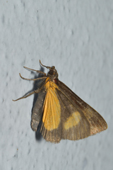 Agaristinae