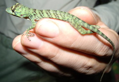 Anolis frenatus