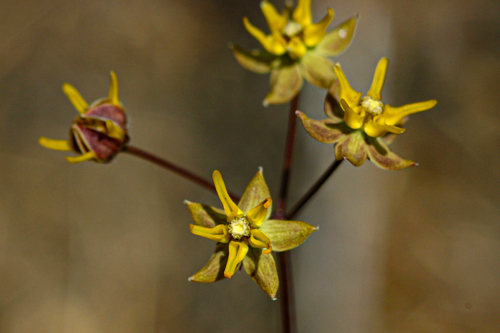 Asclepias aurea image