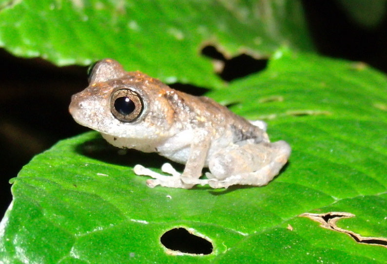 Leopard Robber Frog