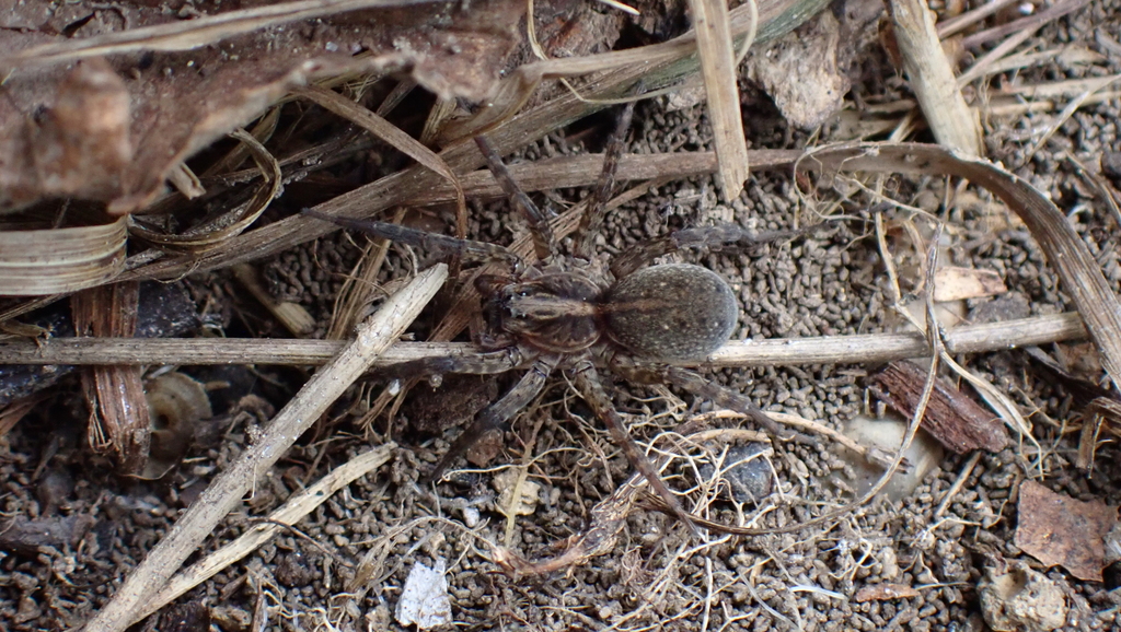 Trochosa hispanica