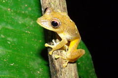 Pristimantis educatoris