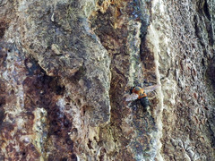 Callomegachile