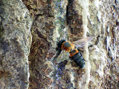 Callomegachile