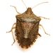 Brown Stink Bug - Photo (c) Mike Quinn, Austin, TX, some rights reserved (CC BY-NC), uploaded by Mike Quinn, Austin, TX