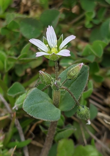Jagged Chickweed