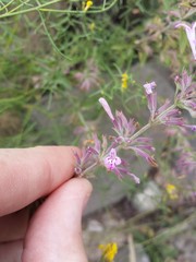 Hedeoma oblongifolia