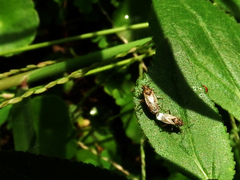 Nysius ericae