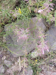 Hedeoma oblongifolia