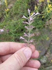 Hedeoma oblongifolia