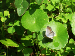 Pseudozizeeria maha okinawana