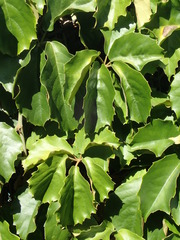 Tetrastigma voinierianum