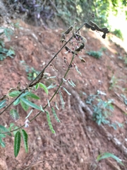 Desmodium uncinatum image