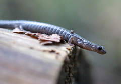 Plethodon hoffmani