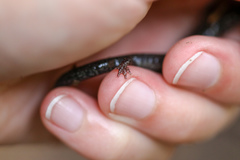 Plethodon hoffmani