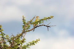 Chondestes grammacus