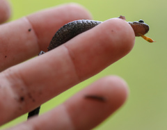 Plethodon hoffmani