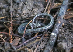 Plethodon hoffmani