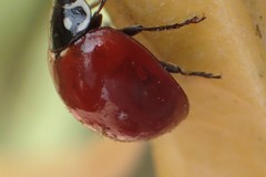 Cycloneda sanguinea