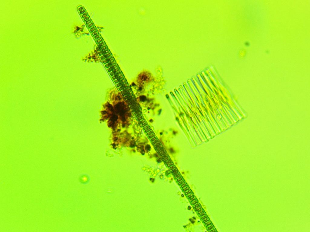 Phormidiaceae
